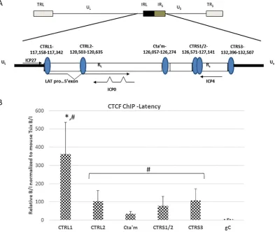 FIG 1 CTCF occupation of the CTCF binding motif in HSV-1 during latency in mouse TG. (A) Genomic positions of CTCF bindingB/I ratio for the cellular controlare presented as a ratio of the relative copy numbers of the PCR target in two fractions (bound and 