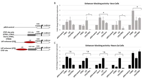 FIG 2 Luciferase reporter constructs were generated to test the ability of the CTCF binding motif to block the LAT enhancer