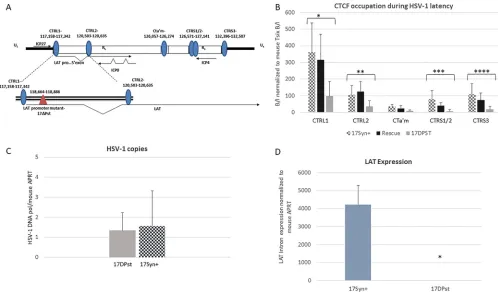 FIG 4 CTCF occupation is LAT dependent. The bar graphs represent ChIP assays using anti-CTCF as previously described