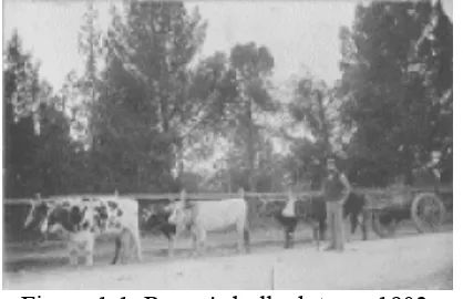 Figure 1.1: Reeve's bullock team 1903 (Source: City of Tea Tree Gully Local History Collection) 