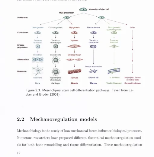 Figure 2.3. Mesenchymal stem cell differentiation pathways. Taken from Ca- 