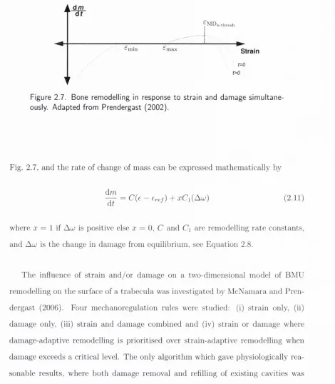 Figure 2.7. Bone remodelling in response to strain and damage simultane­