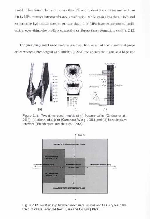 Figure 2.11. Tw o-dim ensional m odels o f (i) fracture callus (Gardner et al., 