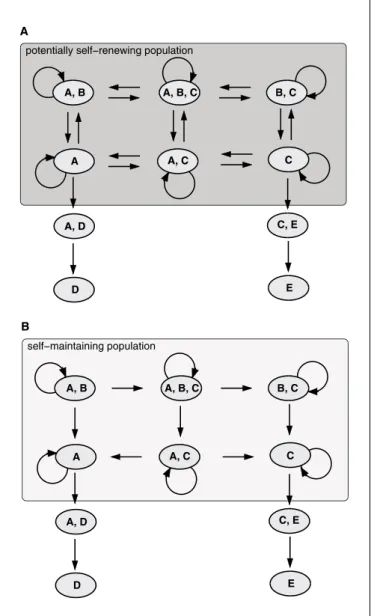 Fig. 1.  State transition graph for self-renewing and self-maintaining population. Provided is a diagrammatic sketch of a level 1 dynamic to illustrate the difference between the criteria of self-renewal ( A ) and self-maintenance ( B )