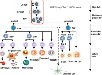 Figure 1: The hierarchy of hematopoietic cells. LT-HSC, long-term repopulating HSC; ST-HSC, short-term repopulating  HSC;  MPP,  multipotent  progenitor;  CMP,  common  myeloid  progenitor;  CLP,  common  lymphoid  progenitor;  MEP,  megakaryocyte/erythroi