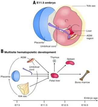 Figure 2: Continuity in embryonic hematopoietic development. (A) A schematic representation of an E11.5  mouse  embryo  (anterior  uppermost),  showing  development  of  embryonic  hematopoietic  stem  cell  (HSC)  niches:  placenta,  umbilical  cord  and 