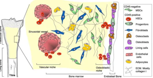 Figure 3. The stem cell niches in bone marrow. In the bone marrow, HSCs and their progeny populate the  vascular  niche  which  is  surrounded  by  stromal  cells  derived  from  MSCs