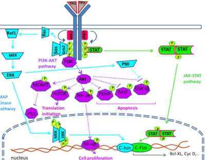 Figure  4:  signalling  pathway  of  TPO  in  HSCs.  In  the  absence  of  ligands,  cytokine  receptor  (Mpl)  is  preassembled with tyrosine kinase JAK in inactive complexes