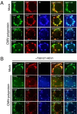 FIG 7 OSBP can be recruited to AiV RNA replication sites independently of PI4P. (A and B) Vero cells weremock transfected or transfected with pCMV-polyprotein and then cultured in medium with or without5 �M T00127-HEV1, a PI4KB-speciﬁc inhibitor