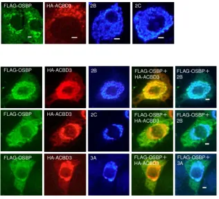 FIG 8 Effect of 2B, 2C, 3A, or ACBD3 on the localization of OSBP in coexpressing cells