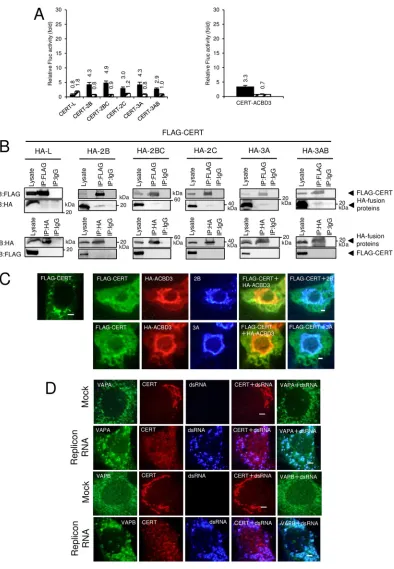 FIG 9 CERT, which did not interact with the viral proteins and ACBD3, is not recruited to the AiV RNA replication sites