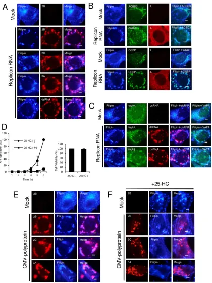 FIG 10 OSBP-mediated cholesterol trafﬁcking to AiV RNA replication sites is critical for viral RNA replication