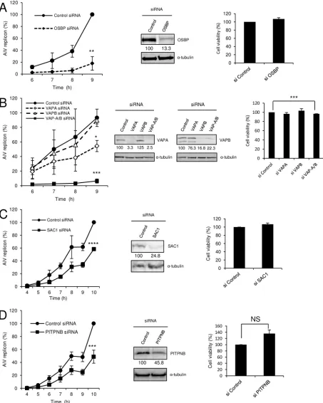 FIG 1 Knockdown of VAP-A/B, SAC1, and OSBP, known to be components of the cholesterol transport pathway, inhibits AiV replication