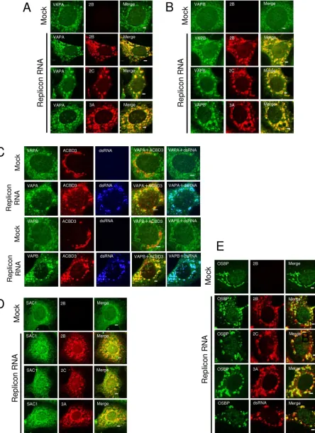 FIG 2 VAP-A/B, SAC1, and OSBP are present at AiV RNA replication sites. (A to E) Vero cells were mock electroporated or electroporated with thereplicon RNA, AV-FL-Luc-5=rzm