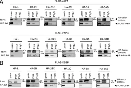 FIG 5 Immunoprecipitation using anti-HA antibody. (A and B) Transfections were performed as described for Fig