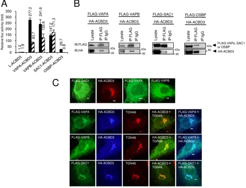 FIG 6 VAP-A/B, SAC1, and OSBP interact with ACBD3, which is an essential host factor for AiV RNA replication