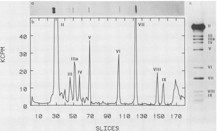 FIG.1.gel.a;loadedtheviral (c) Separation of [35S]methionine-labeled polypeptides from Ad2 virions in a 220-mm linear 10 to 17.5% SDS-polyacrylamide gradient (a) One lane of the Coomassie brilliant blue-stained gel; (b) distribution of radioactivity in 1.1