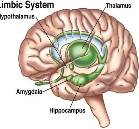 Fig.1 Parts of brain with limbic system  