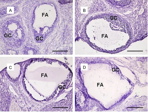 Figure 1. Ovarian histological examination. After fixation, the ovaries from each rat were embedded in paraffin, and 5-μm sections were cut and mount-ed on slides