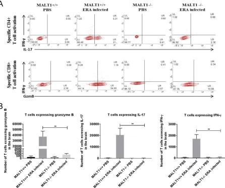 FIG 6 Reduced granzyme B, IL-17, and IFN-infected MALT1B. T cells were gated for their phenotypic marker CD3