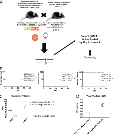 FIG 9 Impact of speciﬁc MALT1 deﬁciency in T cells, myeloid cells, or cells from neuroectodermal origin on ERA virus infection.(A) Schematic overview of conditional MALT1�/� mouse generation