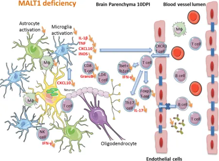FIG 11 Hypothetical model of the impact of MALT1 inactivation on ERA virus-induced immune responses in the brain