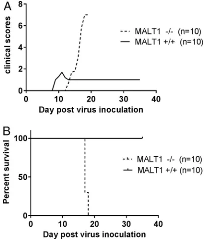 FIG 1 MALT1 is critical to control the pathogenicity of ERA virus. MALT1were assessed