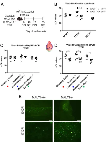 FIG 2 Virus spread in the brains of MALT1abundant in the brains of MALT1genotype. Scale bars, 20�/� and MALT1�/� mice after intranasal inoculation
