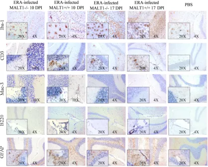FIG 4 Reduced inﬁltration and activation of inﬂammatory cells in the brains of MALT1(magniﬁcation,MALT1�/� mice at 10 dpi with ERA virus