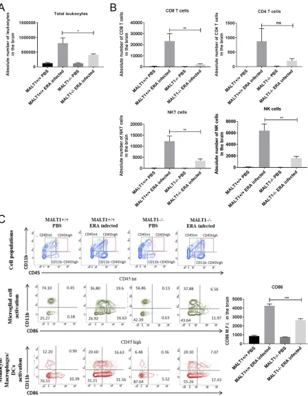FIG 5 Flow cytometric analysis of immune cell activation and inﬁltration in the brains of ERA virus-infected mice