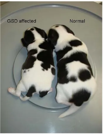 Figure 1:  A GSD Ia affected dog is shown to the left of a normal, age-matched littermate