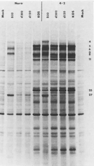 FIG. 10.wereandonFig. Viral polypeptides synthesized in KOS-, d120-, d202-, tsB32-infected Nero and 4-2 cells at 39°C