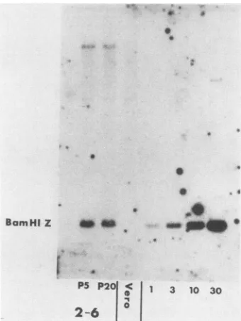 FIG. 2.fragmentdigestedElectrophoreticallynitrocelluloseand,ug) Southern blot analysis of HSV-1 DNA in 2-6 cells