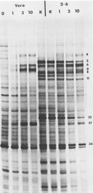 FIG. 3.andalsoindicatedhtrophoreticallycell(ICP6,polypeptideswithpreparedkinetic postinfection