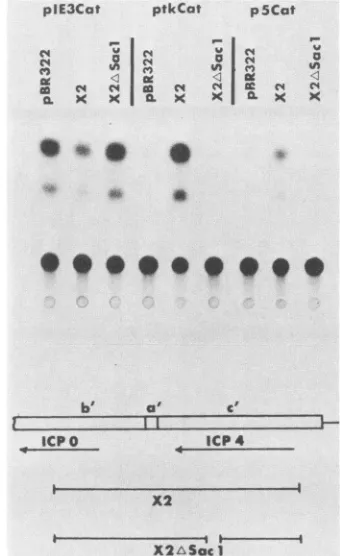 TABLE 2. Growth of ICP4 mutants on transformed cells
