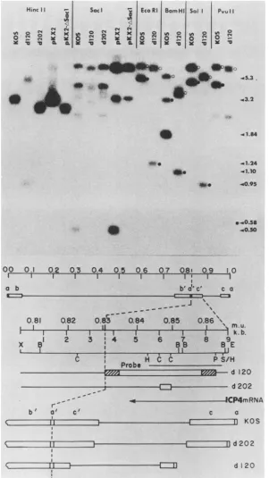 FIG.>~~PvuIIAthe(iii)byinexpansionofindicateofdescribedthe dashed d120 the the the 5. Genome structures of d120 and d202