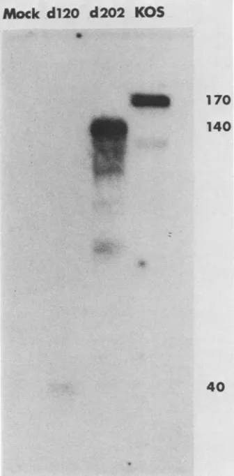 FIG. 8.cells.andviruslysatestheSDS Western blot analysis of d120- and d202-infected Vero Non-ICP4-containing cells were infected with the indicated at a multiplicity of 10 PFU per cell