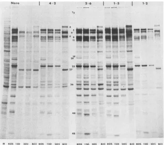 FIG. 9.ofinofperformed the cellular each Viral polypeptides synthesized in KOS-, d120-, d202-, and tsB32-infected Nero and ICP4-transformed cells