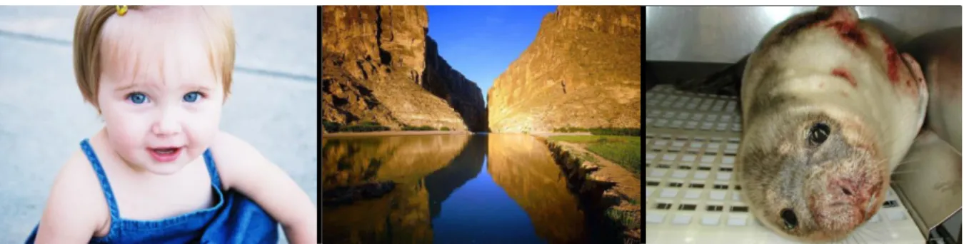 Figure 8: Example GAPED images from the slideshow used to induce emotion   Method 