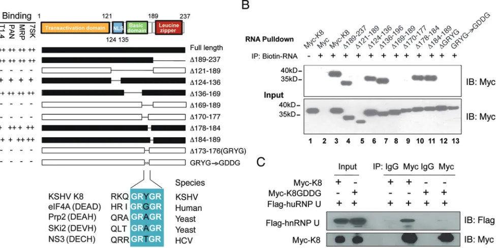 FIG 5 Mapping of K8 for the RNA binding domain. (A) Schematic presentation of K8 truncation, deletion, or amino acid substitution mutants that were usedfor mapping the RNA binding domain