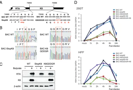FIG 6 Mutation in the RNA binding motif GRYGR abolishes KSHV DNA replication in the viral context