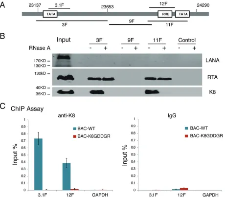 FIG 7 Association of K8 with ori-Lyt DNA is mediated by RNA. (A) Schematic illustration of the KSHV ori-Lyt core domain and DNA fragments thatwere used in the DNA afﬁnity assay