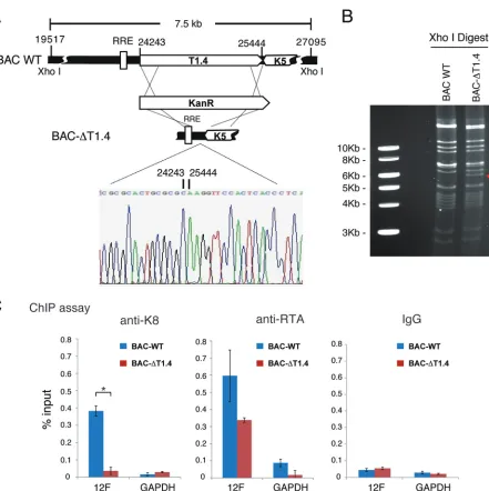 FIG 8 Binding of K8 to ori-Lyt DNA is mediated by T1.4 RNA. (A) Schematic diagrams of the T1.4 locus in the KSHV genome and strategy fordigested with XhoI, resolved on a 0.8% agarose gel, and stained with ethidium bromide