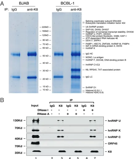 FIG 1 Identiﬁcation of proteins that interact with K8 in BCBL-1 cells. (A) Nuclear extracts of TPA-treated KSHV-positive BCBL-1 cells andKSHV-negative BJAB cells were immunoprecipitated with anti-K8 antibody