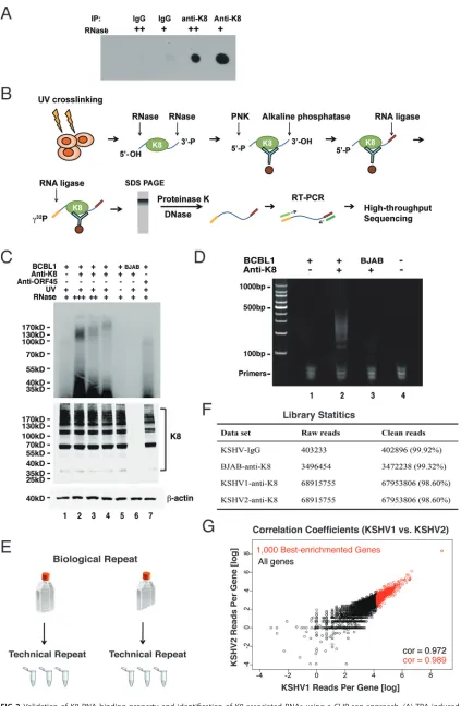 FIG 2 Validation of K8 RNA binding property and identiﬁcation of K8-associated RNAs using a CLIP-seq approach