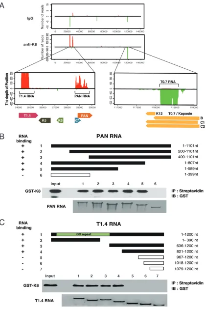 FIG 3 Three viral noncoding RNAs were identiﬁed and conﬁrmed to be directly associated with K8 protein