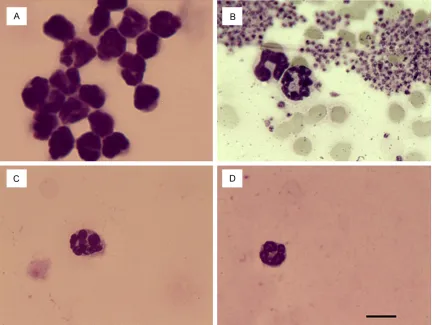 Figure 1. Neutrophil morphology contrast. Neutrophils (from the peritoneal lavage and peripheral blood) smears stained by Wright-Giemsa were observated under a light microscope