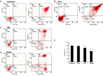 Figure 3. Purity contrast of neutrophils from different mice. Neutrophils were obtained from different strain mouse peritoneal cavity by glycogen stimulating