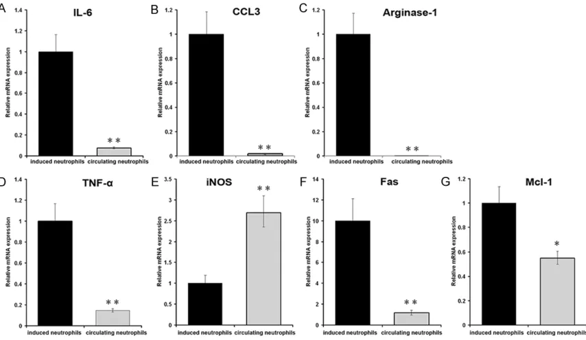 Figure 4. Correlative cytokine mRNA transcripts by the induced and circulating neutrophils
