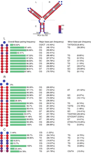 FIG 6 SL750 is a highly conserved structural element. A total of 3,326 HCV sequences from the HCVnucleotides in more than 90% of HCV strains are highlighted in gray